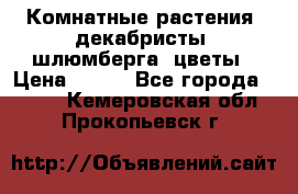 Комнатные растения, декабристы (шлюмберга) цветы › Цена ­ 300 - Все города  »    . Кемеровская обл.,Прокопьевск г.